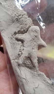 Thai amulets prai powder Pong Hua Khad Baht Teak, separate lover, curses enemy.